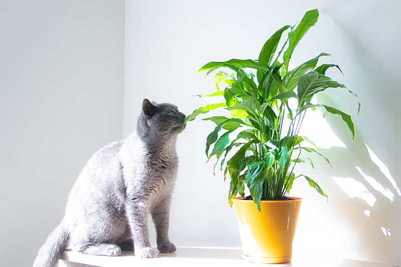 A close up horizontal image of a large gray cat sniffing the leaf of a peace lily plant growing in an orange container, pictured in bright sunshine.
