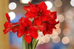 A close up horizontal image of a bright red Hippeastrum growing indoors on a soft focus background.