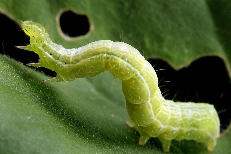 A close up horizontal image of a Trichoplusia ni larvae moving along a leaf and munching holes in it as it goes.
