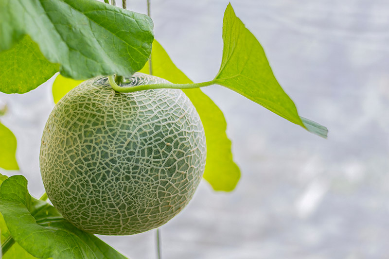A close up of a cantaloupe melon growing vertically in a greenhouse, ready for harvest, pictured on a soft focus background.