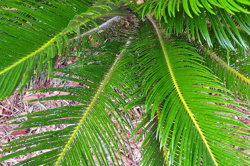 Closeup closely cropped horizontal image of green king sago fronds with small white flecks, evidence of a scale infestation.