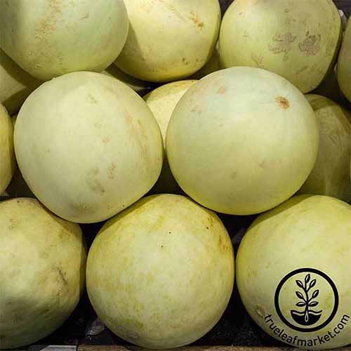 A close up square image of a pile of 'Earli-Dew' melons. To the bottom right of the frame is a black circular logo with text.