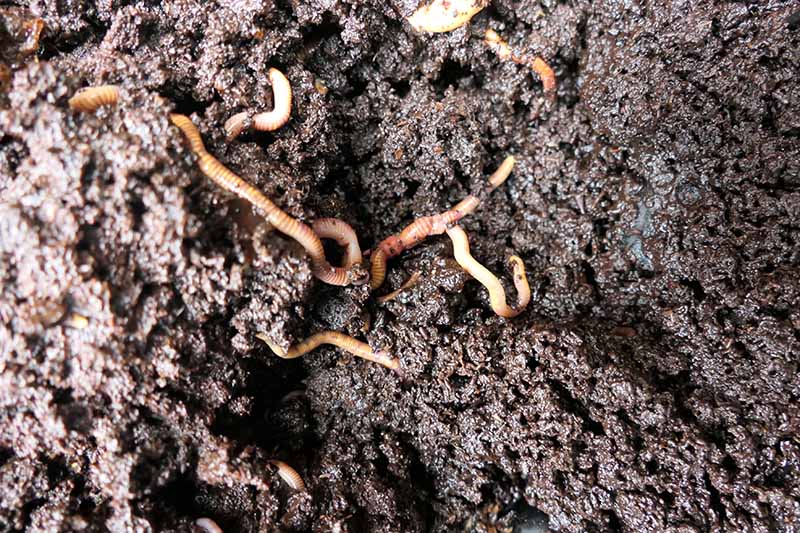 A close up top down picture of dark, moist soil with earthworms.