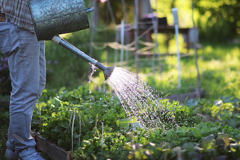 A close up of a gardener on the left of the frame holding a metal watering can and irrigating a raised vegetable garden in the light sunshine, on a soft focus background.