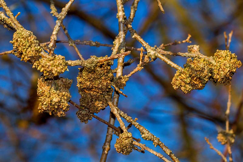 A close up horizontal image of the bare branches of a forsythia shrub suffering from gall disease that creates unsightly cankers on the stems, pictured on a dark soft focus background.