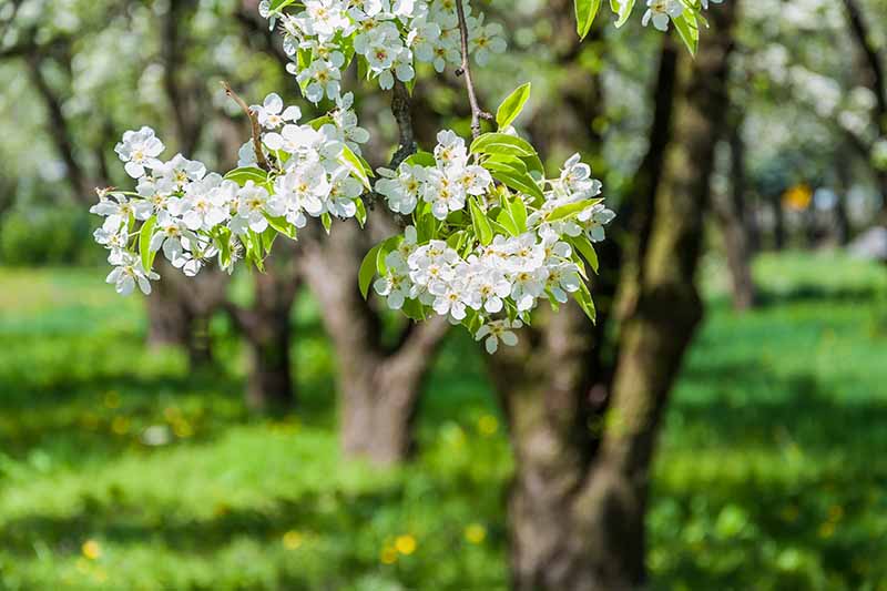 A close up horizontal image of fruit tree blossoms in a well-planned orchard pictured on a soft focus background.