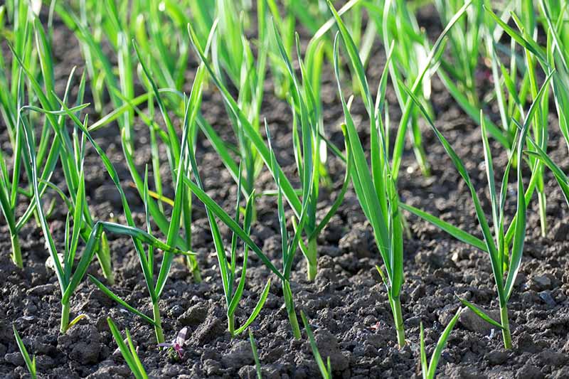 A close up of Allium sativum shoots growing in the garden in rows, with bright green foliage contrasting with the dark, rich soil, pictured in light sunshine.
