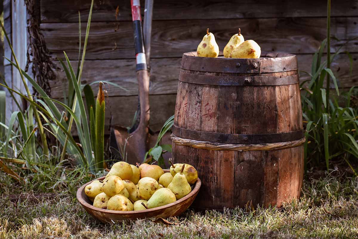 A horizontal image of freshly harvested fruit on top of a whiskey barrel and in a wooden bowl on the ground.