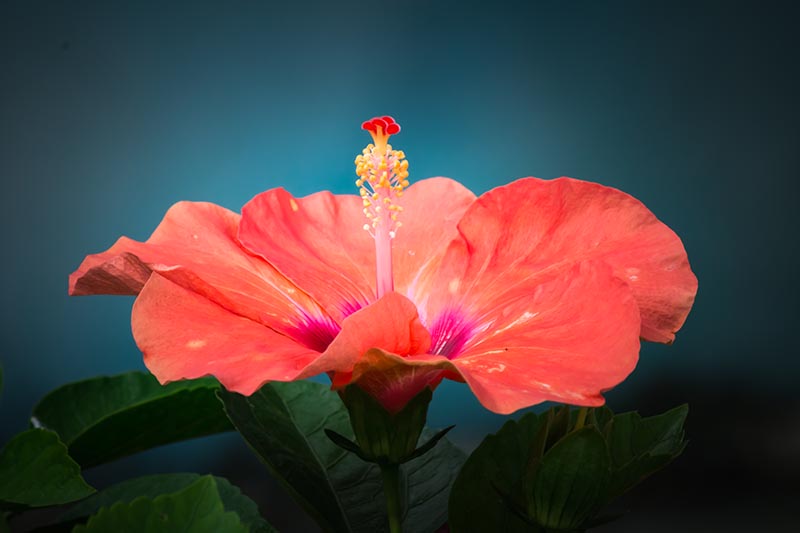 A close up portrait of an orange hibiscus flower with characteristic staminal column on a dark soft focus background.