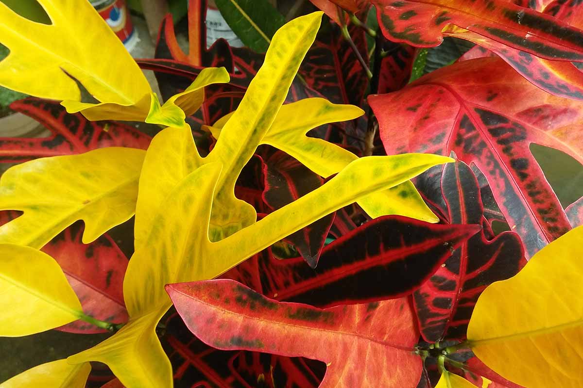 A close up horizontal image of the vibrantly-colored foliage of a garden croton plant.