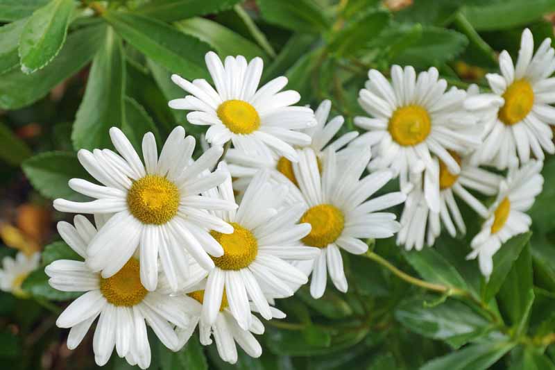 A close up horizontal image of the pretty white flowers with yellow centers of Nipponanthemum nipponicum, aka Montauk daisy growing in the garden.