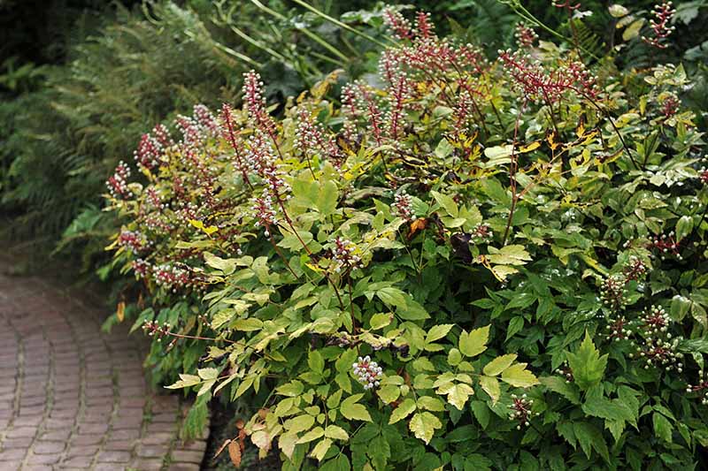 A close up horizontal image of a large baneberry shrub growing in the garden next to a brick pathway.