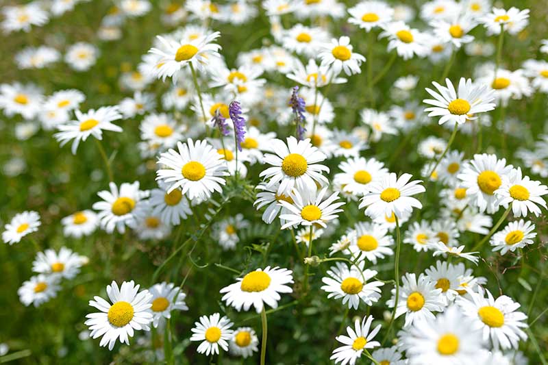 A close up horizontal image of white and yellow daisy like flowers growing in the garden fading to soft focus in the background.