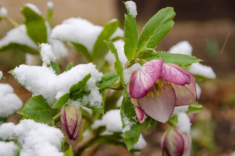 A close up horizontal image of a pink hellebore flower growing in the late winter garden with a light dusting of snow on the foliage, pictured on a soft focus background.