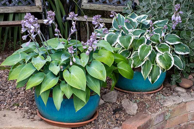 A close up horizontal image of two hosta plants with purple flowers growing in blue ceramic posts on a patio.