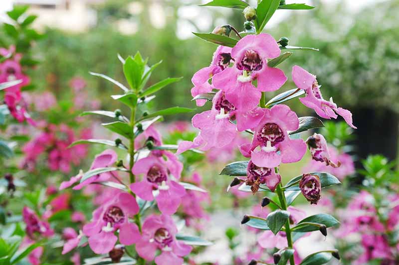 A close up horizontal image of pink summer snapdragon flowers (Angelonia angustifolia) growing in a garden border.