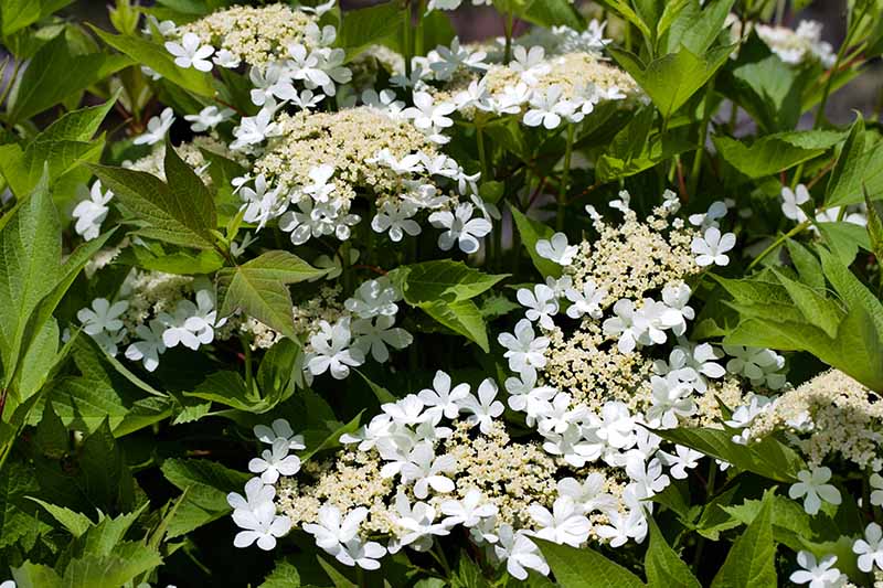 A close up horizontal image of the white flowers and green flowers of Viburnum trilobum growing in the garden.