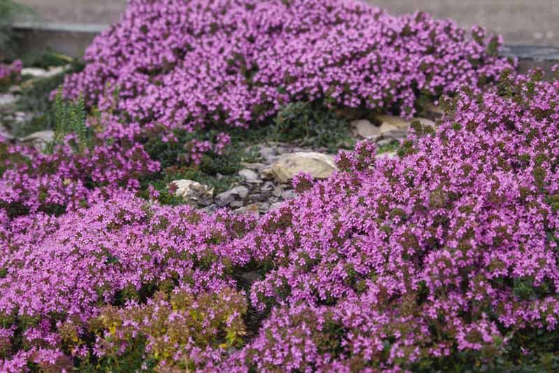 A close up horizontal image of purple flowering Thymus praecox growing over a rockery.
