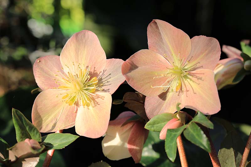 A close up horizontal image of two peach colored hellebore flowers growing in the garden pictured in bright sunshine on a soft focus background.