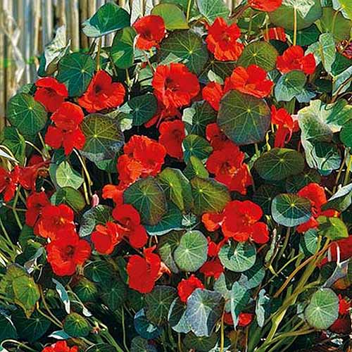 A close up of the bright red flowers of Tropaeolum 'Indian Chief,' pictured growing in the garden in bright sunshine.