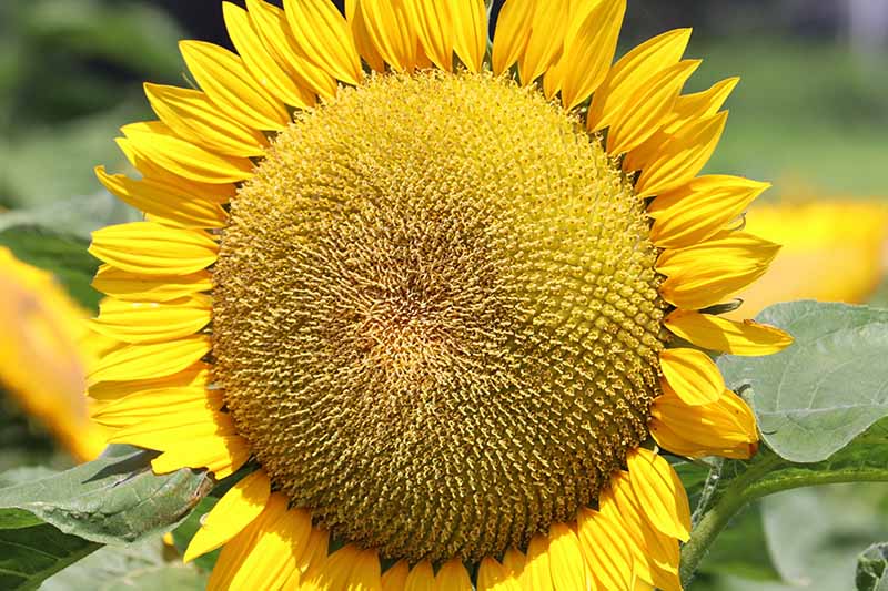 A close up of the head of a sunflower with bright yellow petals and seeds developing in the center, pictured on a soft focus background.