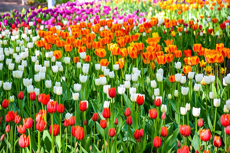 A horizontal image of different types of tulips growing in a field in a variety of colors.